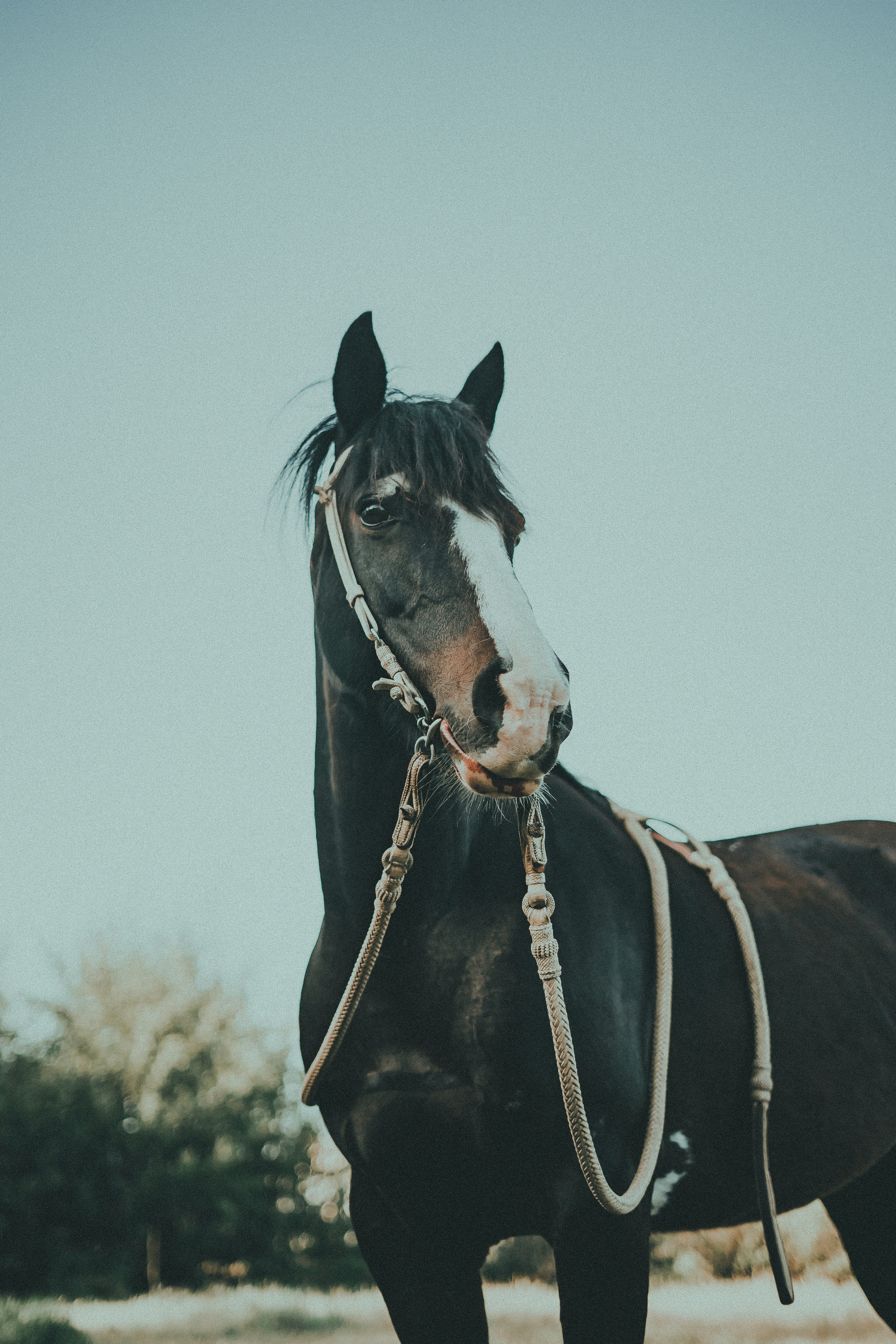 black and white horse during daytime